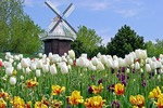 Vòng quanh thế giới ngắm những vườn tulip vạn người mê