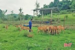 Cơ sở chăn nuôi hươu lớn nhất Hà Tĩnh trước nguy cơ “khai tử”