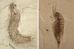 Phát hiện hóa thạch của nhiều loài sinh vật mới