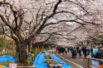 Mùa hoa anh đào đến sớm ở Nhật Bản