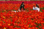 Đồng hoa mao lương đầy màu sắc khiến du khách mê mẩn ở California