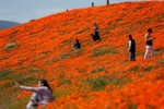 Hoa poppy vẽ màu cam rực rỡ lên khắp thung lũng Mỹ