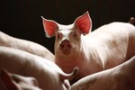 Phát hiện ổ dịch tả lợn châu Phi đầu tiên tại Campuchia