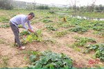 Trên 6 ha dưa “chết yểu”, nông dân Thịnh Lộc "đứng ngồi không yên"