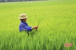 Phá bờ vùng, bờ thửa - “bước đệm” của cánh đồng lớn ở Hà Tĩnh