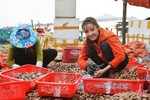 Trúng sò lụa, ngư dân Hà Tĩnh kiếm tiền triệu mỗi ngày