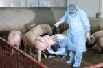 Việt Nam quyết tâm nghiên cứu, sản xuất vắc-xin phòng dịch tả lợn