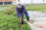 Gần 1.000 ha lúa xuân ở Hà Tĩnh bị chuột phá hại