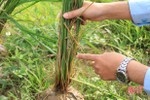 Rầy tăng nhanh số lượng, hại lúa xuân cuối vụ tại Hà Tĩnh