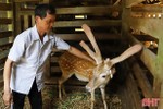 Huyện nuôi nhiều hươu nhất Hà Tĩnh ước thu 150 tỷ đồng từ lộc nhung
