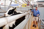Vinamilk tiếp tục nhập hơn 1600 con bò sữa HF và A2 từ Mỹ cho trang trại thứ 12 tại Việt Nam