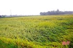 Giông lốc phá hại hàng trăm ha lúa, hoa màu ở huyện miền núi Hà Tĩnh