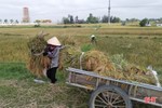 Hàng nghìn ha lúa xuân đổ rạp, nông dân Hà Tĩnh vừa mất của lại thêm công