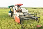 Năng suất giống lúa xuân cao nhất ở Lộc Hà đạt khoảng 60 tạ/ha