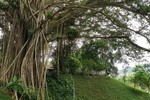 “Cây đa di sản” hơn 300 tuổi có chu vi lớn nhất Việt Nam