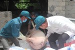 Phát hiện thêm ổ dịch tả lợn châu Phi tại Hà Tĩnh