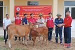 Hội Chữ thập đỏ trao 20 con bò, bê cho hộ nghèo Hương Sơn