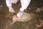 Mẫu lợn chết trôi trên kênh ở Thạch Hà dương tính vi - rút tả lợn châu Phi