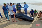 Cá voi nặng khoảng 1 tấn dạt vào bờ biển Nghi Xuân - Hà Tĩnh