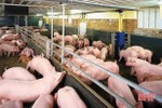 Giá lợn tại Hà Tĩnh tăng, người chăn nuôi chớp cơ hội xuất chuồng