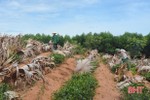 100 ha chè bị nắng nóng "thiêu đốt", nông dân Hà Tĩnh "vắt chân" chống hạn