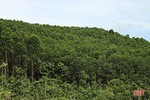 Huyện đầu tiên ở Hà Tĩnh phát triển rừng bền vững theo tiêu chuẩn FSC