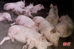 Huyện biên giới Hà Tĩnh xuất hiện dịch tả lợn châu Phi