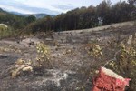 Cháy rừng ở thị xã Kỳ Anh: Đám cháy chưa ảnh hưởng tới rừng trồng