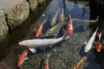Thị trấn ở Nhật sạch tới mức có 1.000 chú cá bơi dưới cống