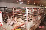 Dịch tả lợn châu Phi hoành hành: (Bài 2) “Lửa thử” ngành chăn nuôi Hà Tĩnh