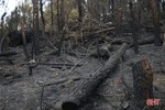 Cháy rừng ở Đức Thọ gây thiệt hại 6,5ha