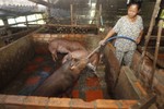 Hàng triệu người chăn nuôi châu Á lao đao khi dịch tả lợn châu Phi lan rộng