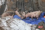 Hà Tĩnh xuất hiện thêm 4 ổ dịch tả lợn châu Phi