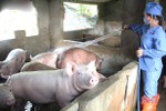 Giá lợn hơi tiếp tục tăng, người chăn nuôi Hà Tĩnh tranh thủ xuất chuồng