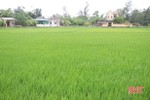 Mưa mùa hạn, 1.100 ha lúa hè thu ở Hà Tĩnh thỏa "cơn khát"