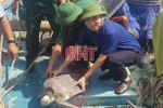 Thả rùa biển quý hiếm nặng gần 20 kg về môi trường tự nhiên