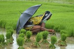 Chấn động: Hàng loạt nữ nông dân Ấn Độ triệt sản ở độ tuổi 20
