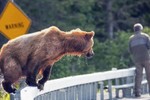 Nơi gấu tấn công người và những điểm check-in nguy hiểm nhất thế giới