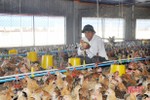 HTX ở Lộc Hà nuôi gần 8 vạn con gà, “đẻ” lãi 1 tỷ đồng/năm