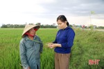 Ruộng đồng Hà Tĩnh “ngóng” mưa - cứu hơn 44.000 ha lúa hè thu khô hạn