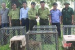 Thả 12 cá thể khỉ vào Vườn Quốc gia Vũ Quang