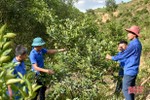 6 thanh niên liên kết phát triển cây cam Vũ Quang
