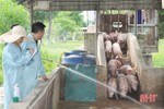 Trong “bão dịch”, nhiều trang trại lợn ở Hà Tĩnh vẫn thắng lớn