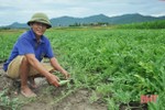 Trồng dưa trái vụ, nông dân Cẩm Lạc thu lãi hơn 10 triệu đồng/sào