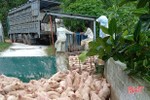 Ông chủ trang trại sắm “lệnh bài” cho lợn xuất chuồng