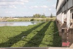 "Đau đầu" xử lý bèo tây phủ kín sông ngòi, kênh rạch ở Hà Tĩnh