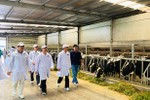 Vinamilk xây dựng vùng chăn nuôi bò sữa chuẩn quốc tế
