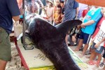 Cá voi dài hơn 2m, nặng 150kg trôi dạt vào bờ biển Hà Tĩnh