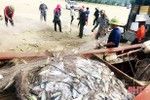 Ngư dân vùng biển phía Nam Hà Tĩnh trúng đậm cá bạc má