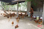 Về xã miền biển Hà Tĩnh mua gà "chạy bộ"